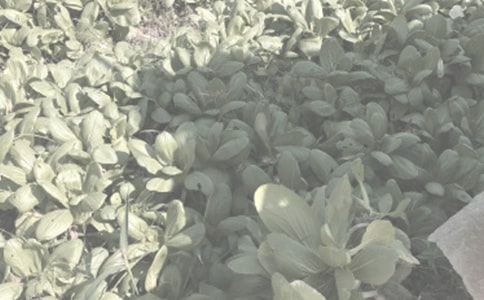 ũ��������������׼