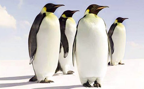 企鹅的手工折纸教程