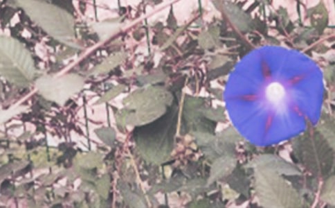 ���꼶ǣţ�����ģ�ͨ��29ƪ��