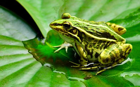 ���質�����ֻС����