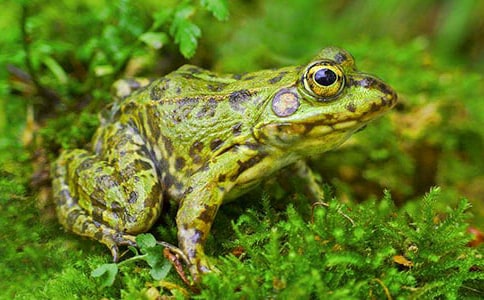 小青蛙折纸教程