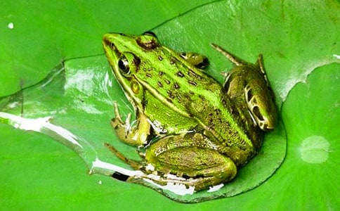 折纸王青蛙步骤图解