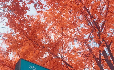 秋日养病计划制定