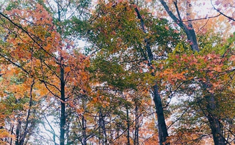 ��ʫ�����ո�����������¥�����ͼ�����