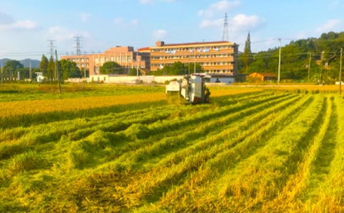 描述秋收的诗句