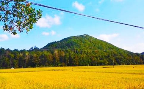 关于秋收的日记300字(精选45篇)