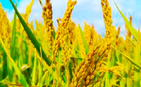 ���յ�ϲ������