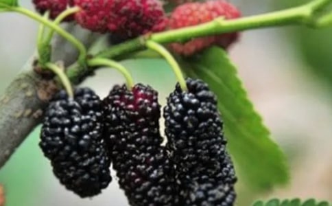 (ʵ��)ժɣ������