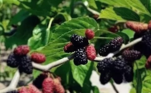 ɣ��������