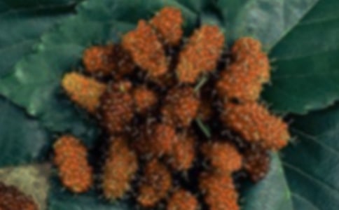 ժɣ������