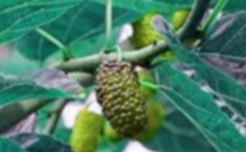 ����ѡ��ժɣ������15ƪ