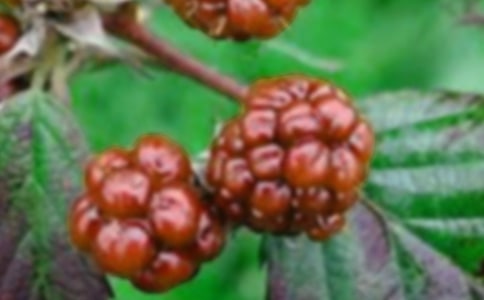 ժɣ������300��