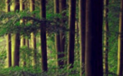 ɭ�ַ���̰�����ѡ5ƪ��