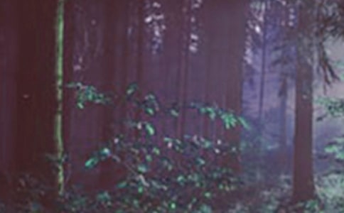 大班安全活动教案:森林防火教案