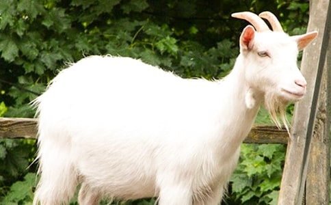 һ�꼶��ͼд����ɽ���������