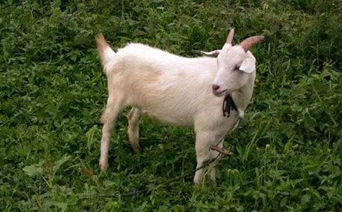 ��ѧɽ�򲻳����òݶ����500��