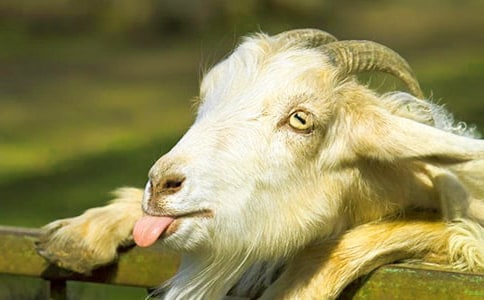 ɽ��������ִ�ʫ��