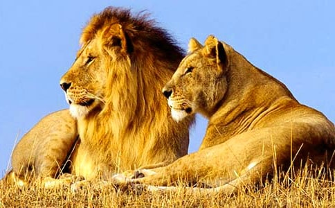 ����Ԣ�Թ��¡���ʨ�����ܡ�