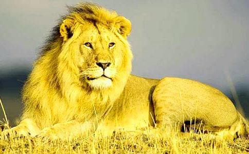 ����ֻСʨ�ӡ��̰���ѧ��ƿμ�����ѧ��˼