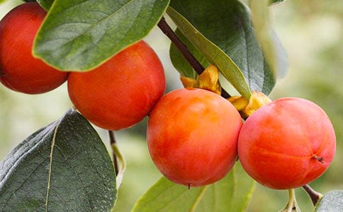 ����ѡ������������15ƪ