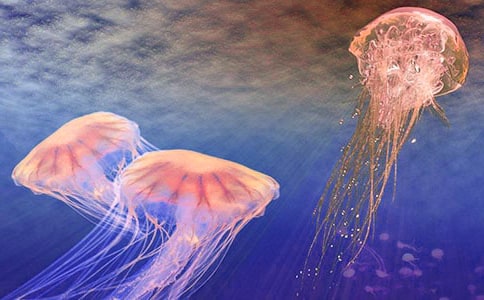 ���Ǵ�ˮĸ��ʫ������