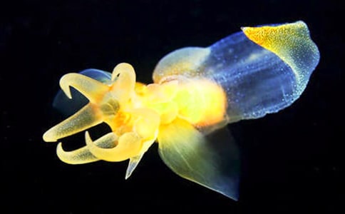 ˮĸҪ������