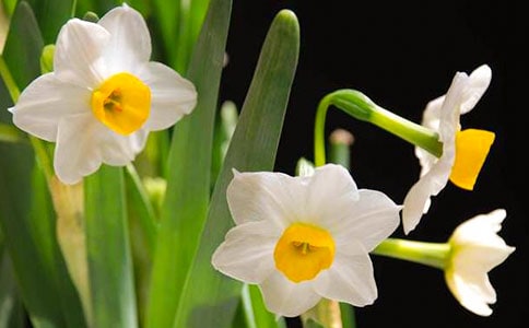 ��˫��ˮ�����ξ�����ԭ�ļ�����