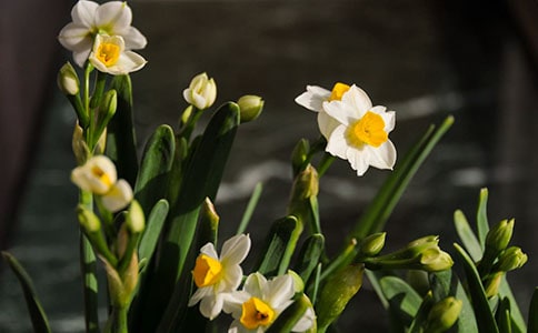 《水仙子咏江南》原文及翻译赏析