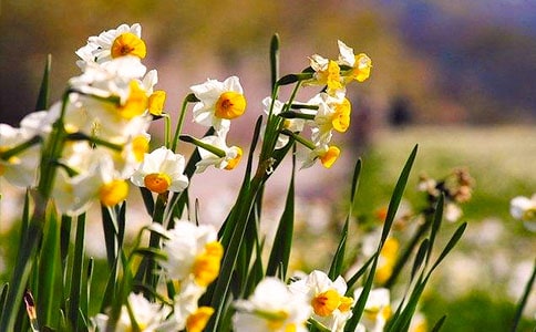 ˮ�ɻ�������15ƪ��