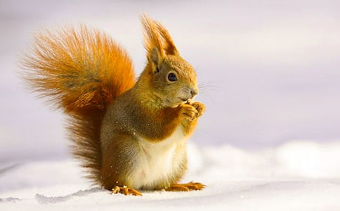 С�����һ�����˵�θ�