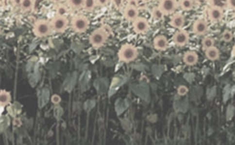 �۲���˺�̫������300���ռ�