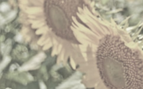 ��ϲ��̫�����ܼ�300��