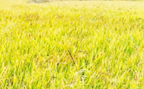 ���յ���Ұ����