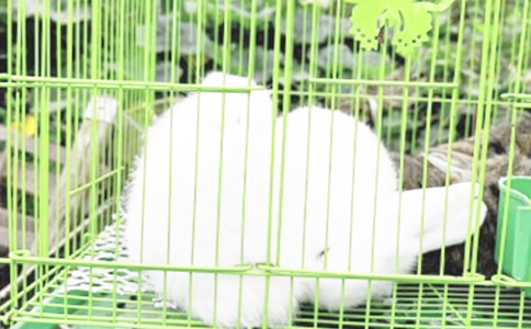 ��ֽ��������ͼ�ⲽ��