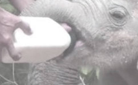 ��С��ι������