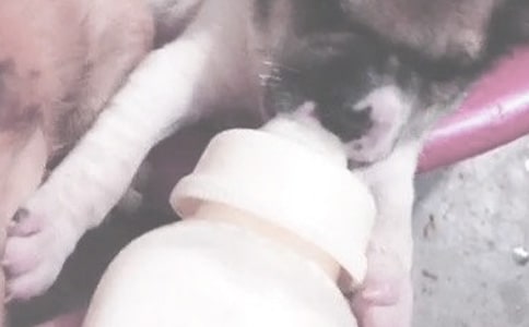 ��ƿι�̵���ȷ����