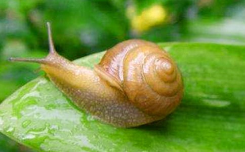 ��ţ���ռ�600��