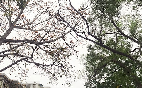 ����Ψ���簲�İ�30�侫ѡ