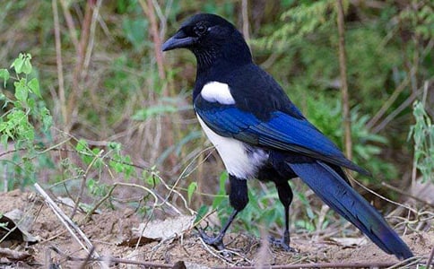 (����)ϲȵ������