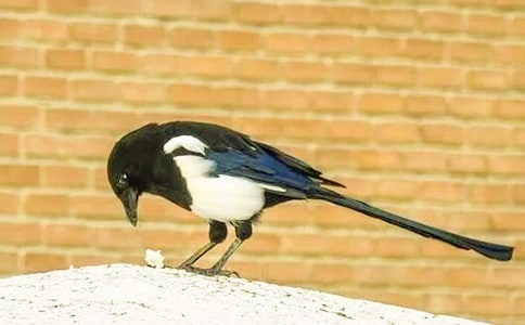 ϲȵ�Ľ�������