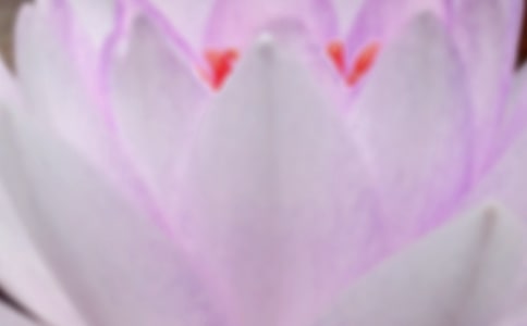 关于夏至的古诗 夏至的诗句古诗