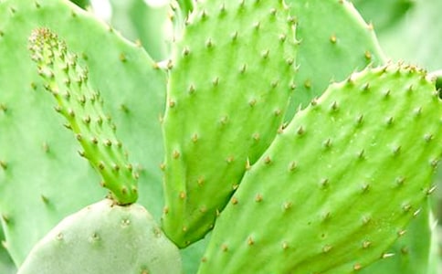 ���ر����Ҽҵ�����������