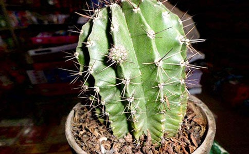 ����������15ƪ[����]