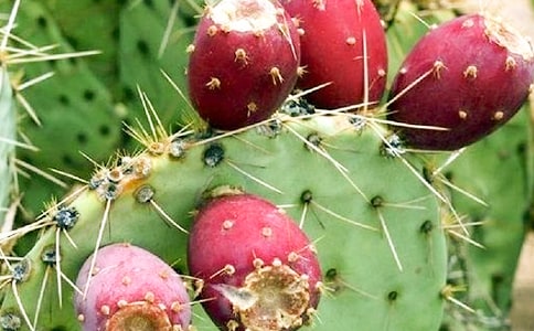 �����������μ�