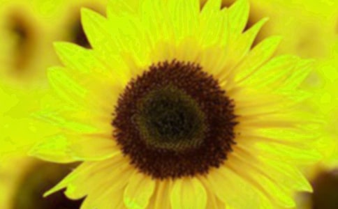 ���տ����ıر�[15ƪ]