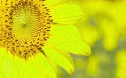 �������տ���Ψ������