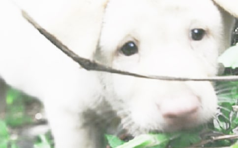 实用的姥姥家的小狗作文7篇