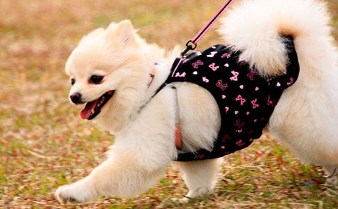 ��С�����ܡ���ѧ���