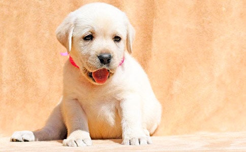 �Ҽҵ�С����ѧ��