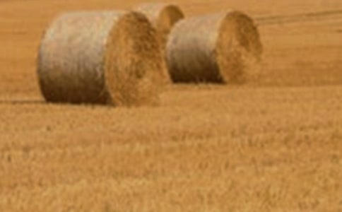 С�󴺼����Ƶ�ԭ��